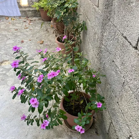 Apartmán Traceys 3
